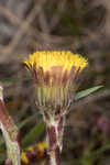 Coltsfoot